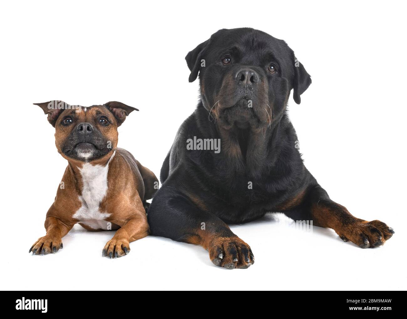 staffordshire bull terrier and rottweiler in front of white background  Stock Photo - Alamy