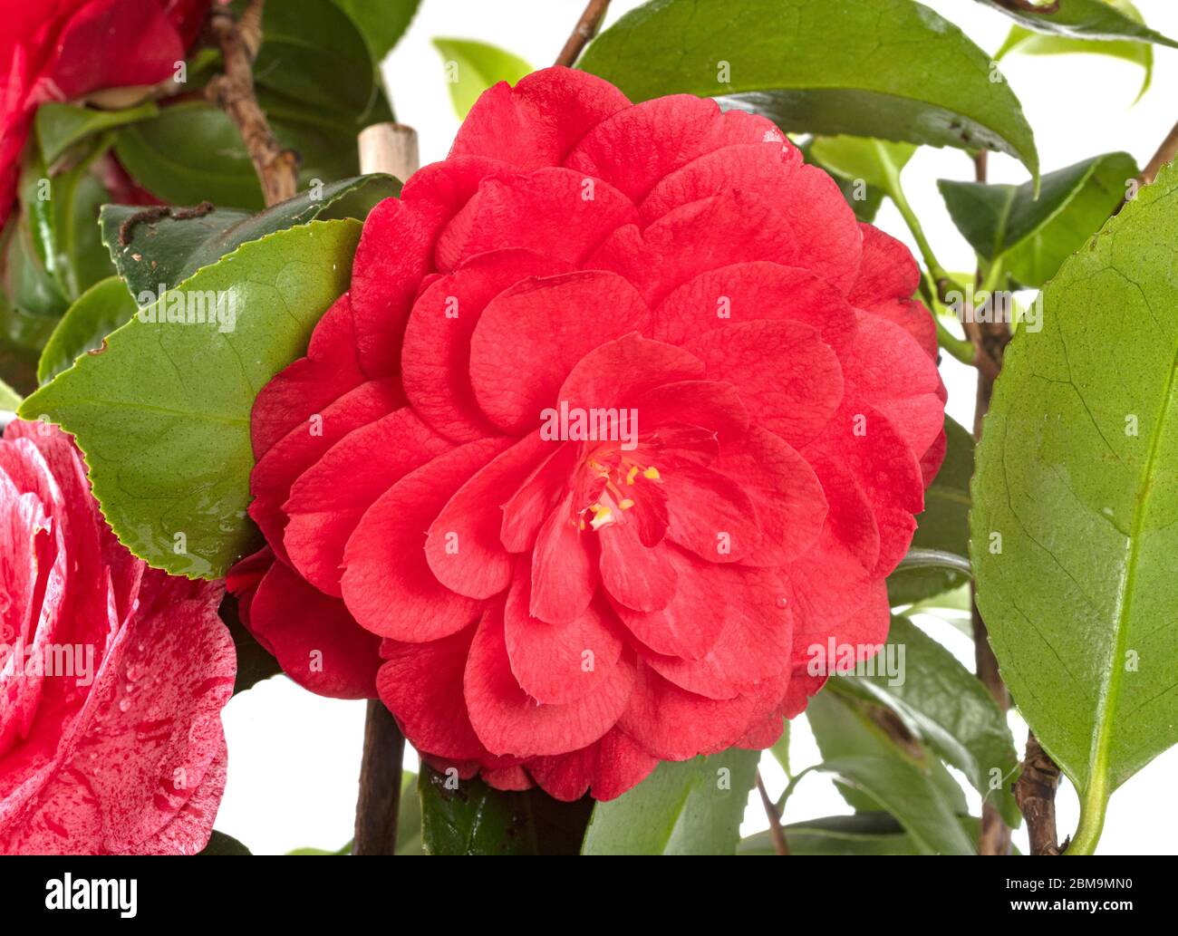 pink Camellia in front of white background Stock Photo - Alamy