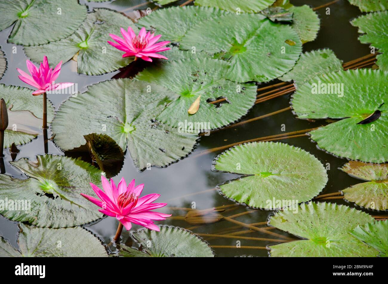 pink beautiful lotus and green leaf in pond Stock Photo - Alamy