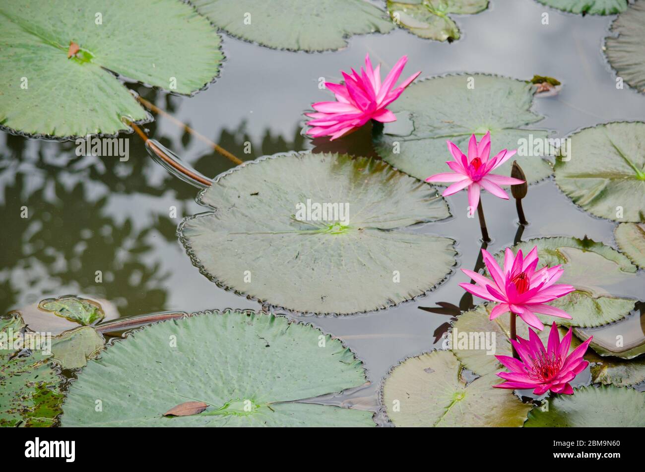 pink beautiful lotus and green leaf in pond Stock Photo - Alamy