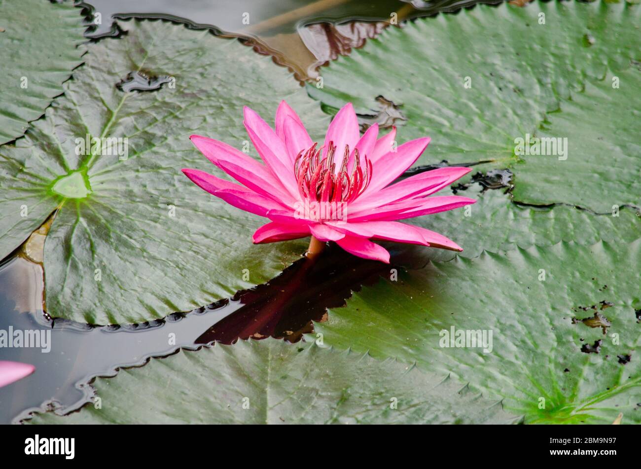 pink beautiful lotus and green leaf in pond Stock Photo - Alamy