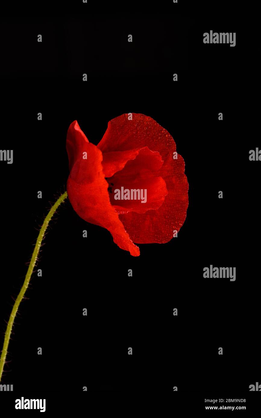 Red poppy black background hi-res stock photography and images - Alamy
