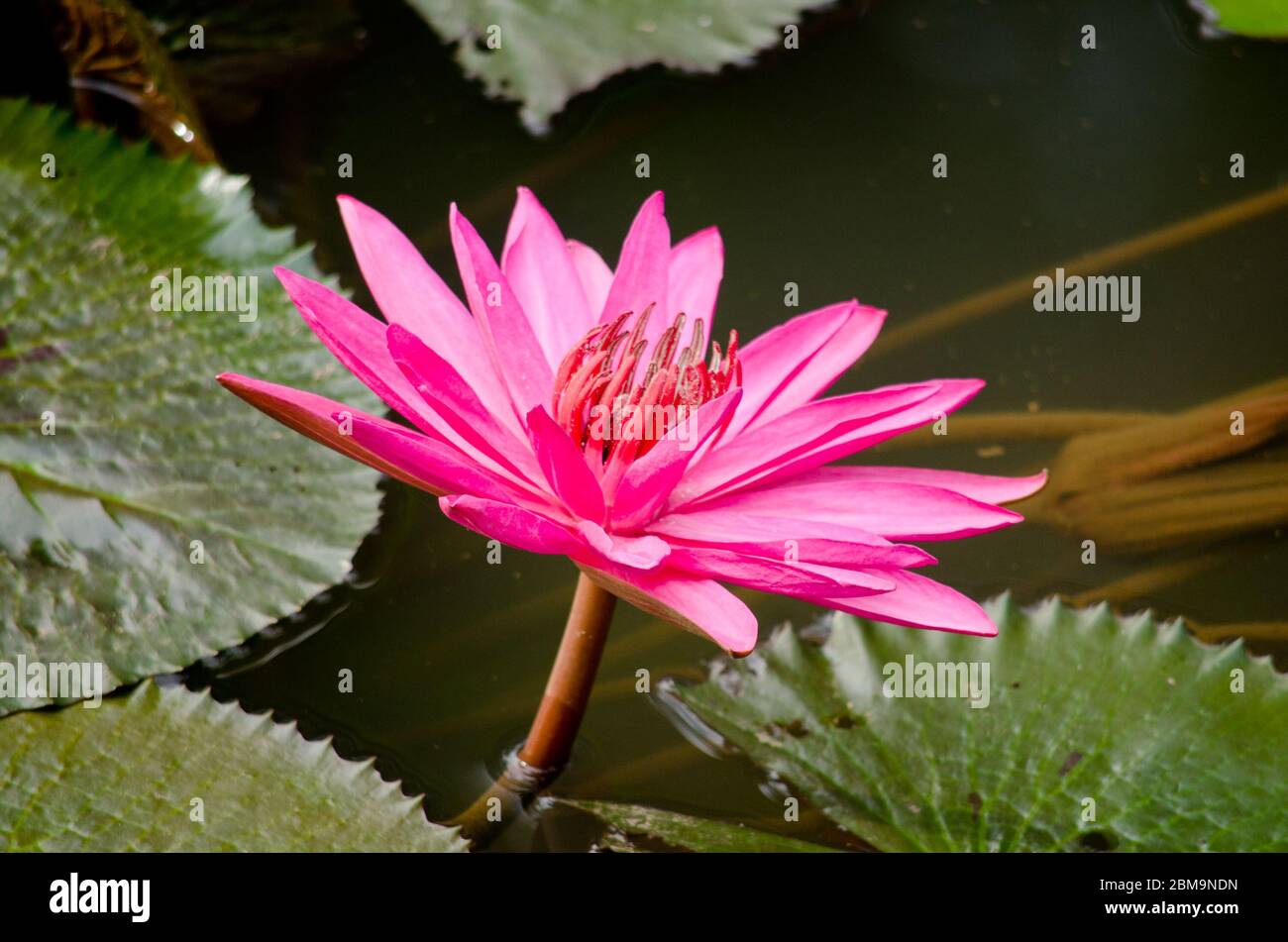 pink beautiful lotus and green leaf in pond Stock Photo - Alamy