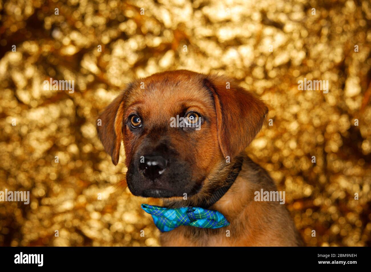 Wire Dog High Resolution Stock Photography And Images Page 13 Alamy