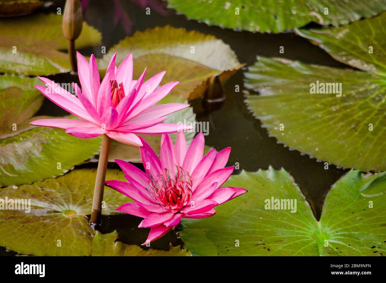 pink beautiful lotus and green leaf in pond Stock Photo - Alamy