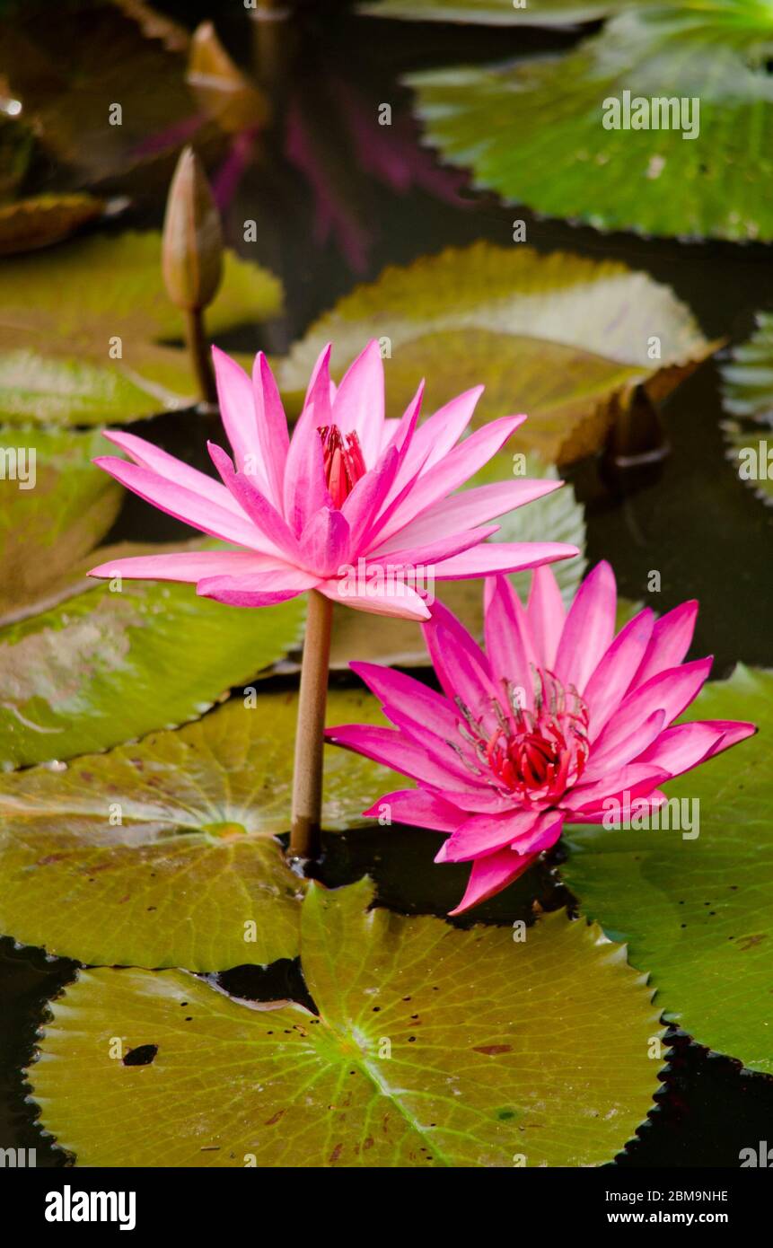 pink beautiful lotus and green leaf in pond Stock Photo - Alamy