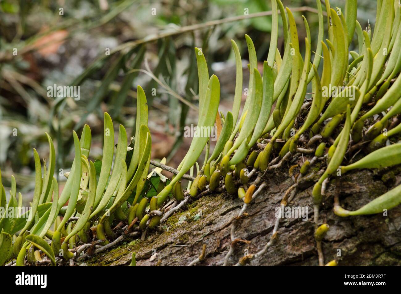 Dendrobium ellipsophyllum grows in warm to hot temperatures with full sun light.  Grow in a well drain mix of sphagnum moss or medium fir bark.found i Stock Photo