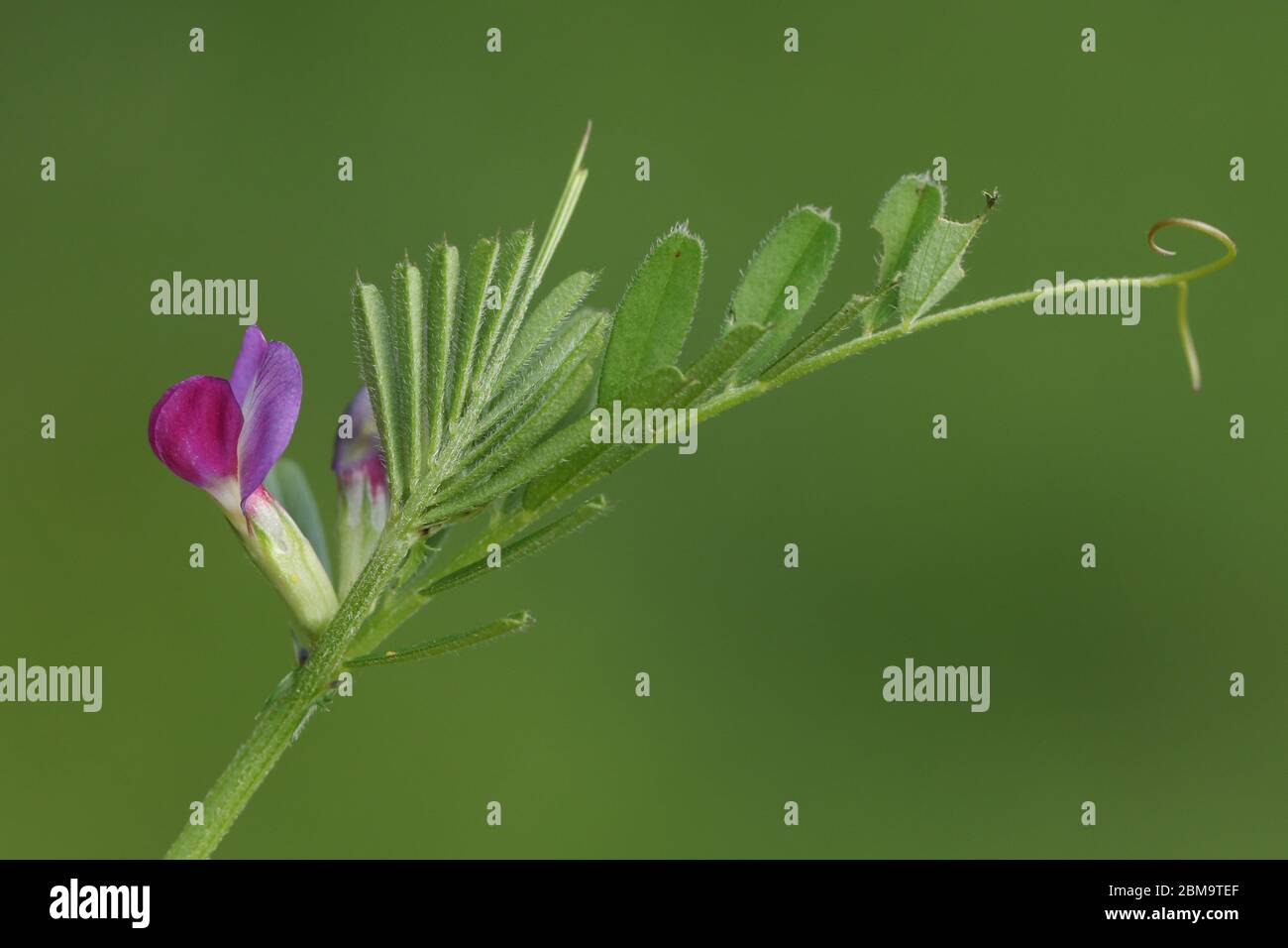 A pretty flowering Common Vetch plant, Vicia sativa, growing in a