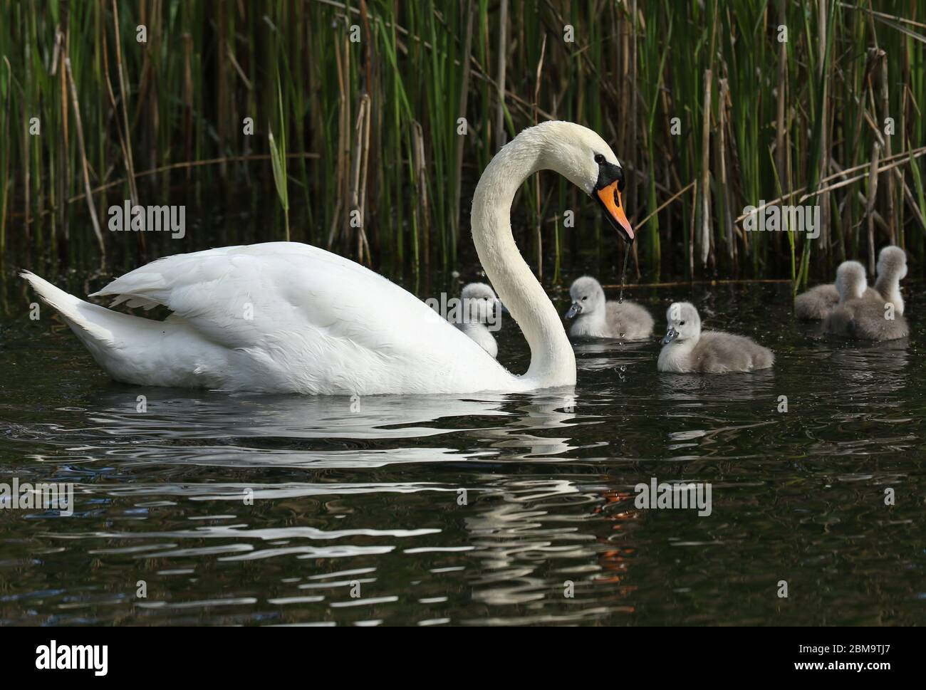 A Mute Swan, Cygnus olor, swimming on a lake with her newly hatched cute cygnet. Stock Photo