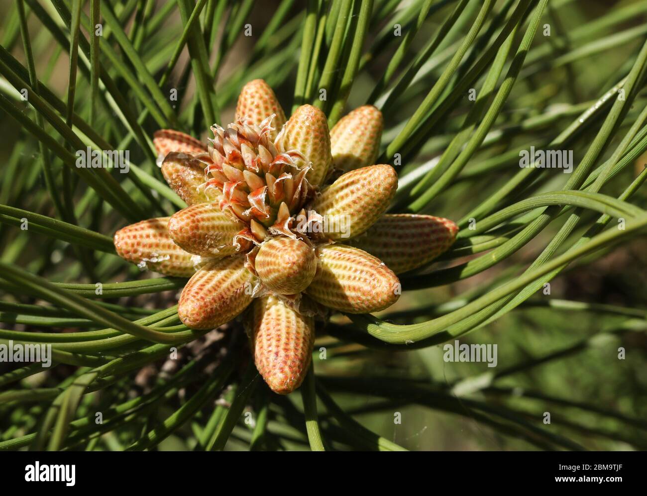 The beautiful flowers of a Black Pine, Pinus nigra, growing in the UK. Stock Photo