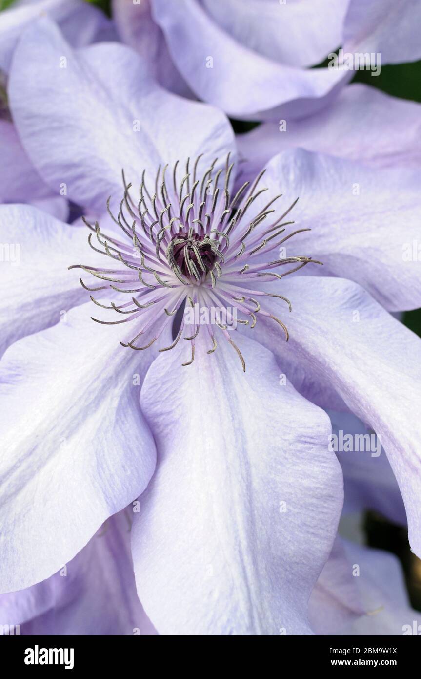 Clematis 'Moonfleet' Late Large-flowered 'Evipo046' Stock Photo