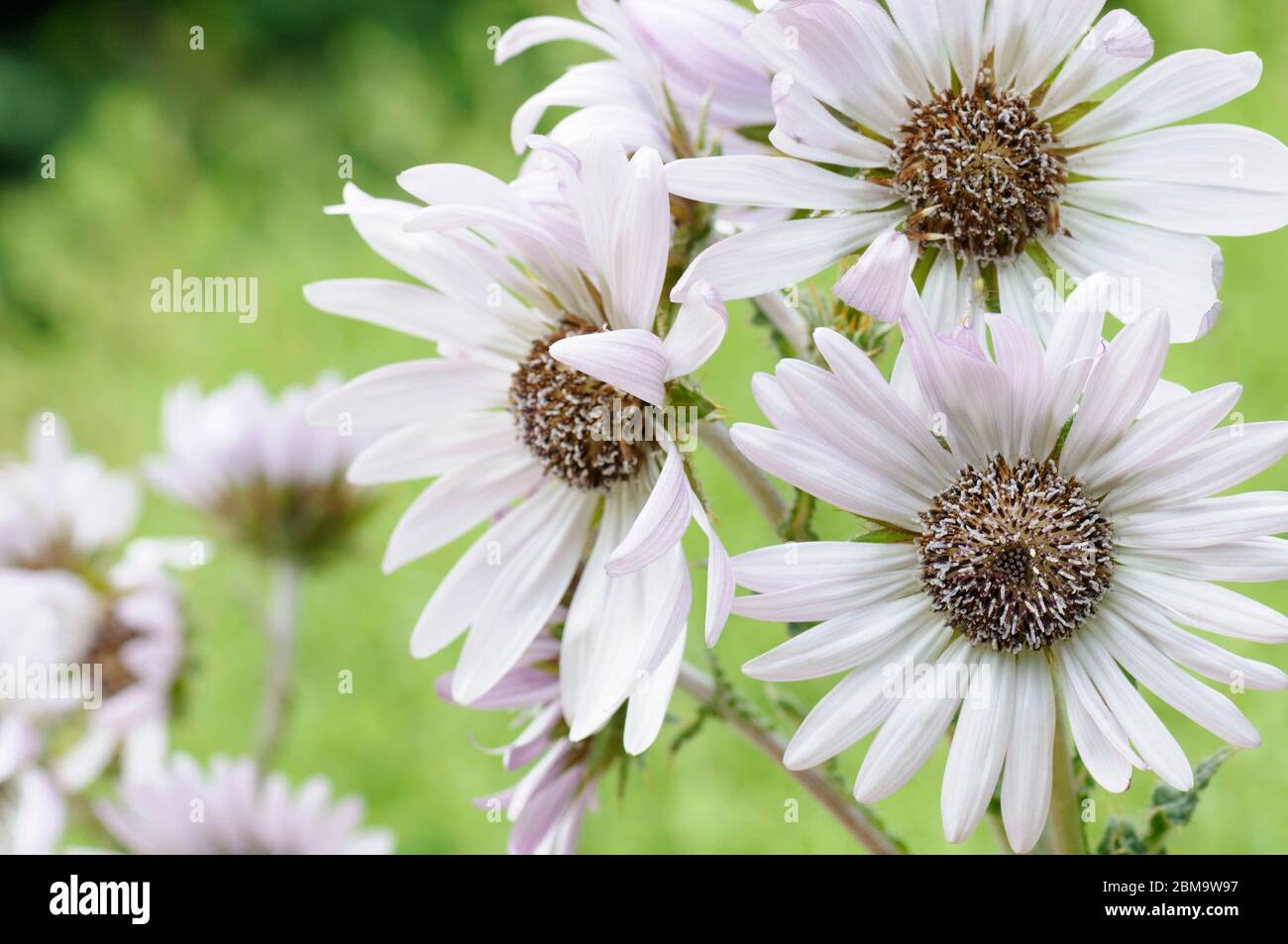 White flowers of Berkheya purpurea Silver Spike, silver spike, African thistle. Stock Photo