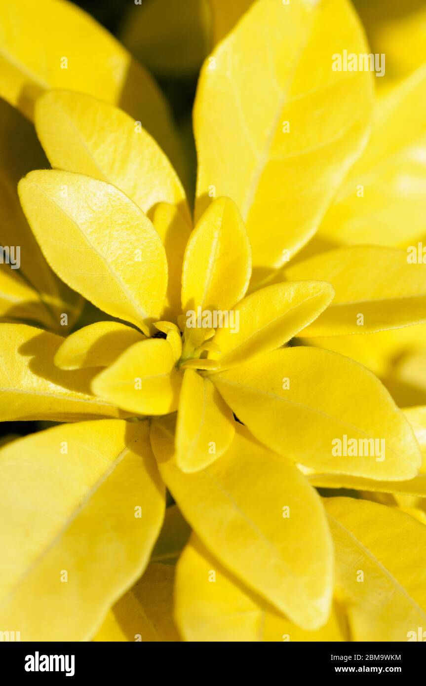 Early spring golden yellow leaves of Hamamelis × intermedia 'Diane', witch hazel 'Diane' Stock Photo