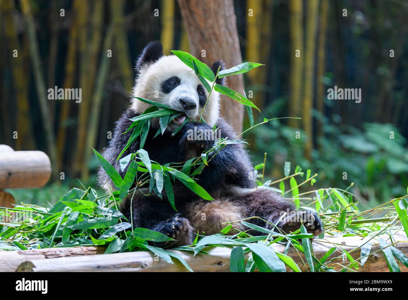 Cute panda sitting and eating bamboo Stock Photo - Alamy