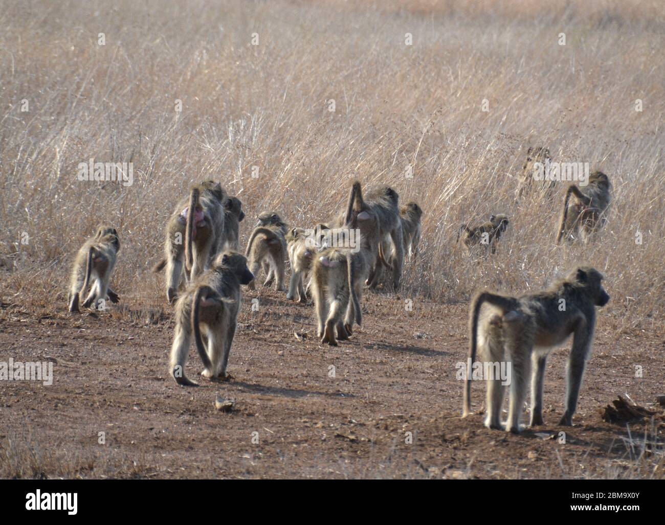 Troop of baboons with young babies moving through the savanna veld in a group in Kruger National Park in South Africa Stock Photo