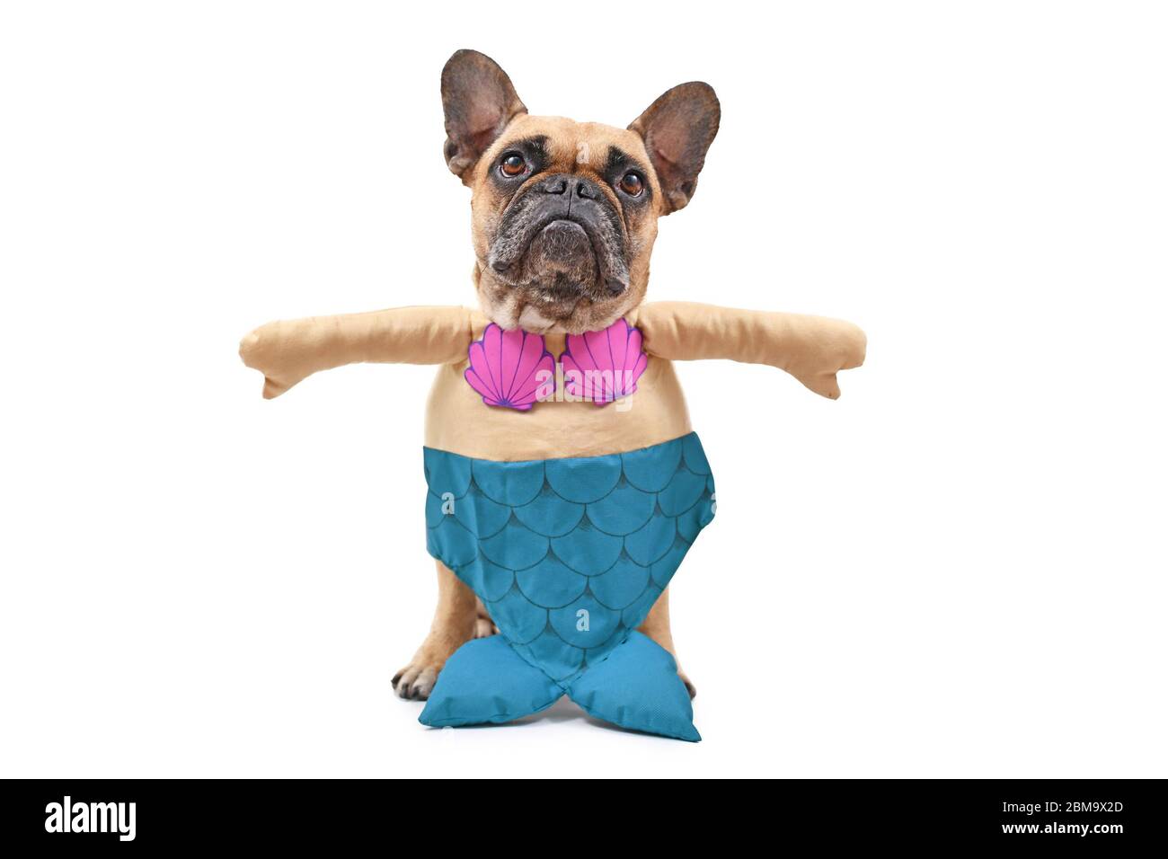 French bulldog swimsuit top