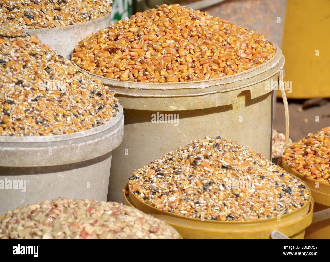Different varieties of maize, corn and chicken feed meal at an African market in Manzini in Eswatini (Swaziland) Stock Photo