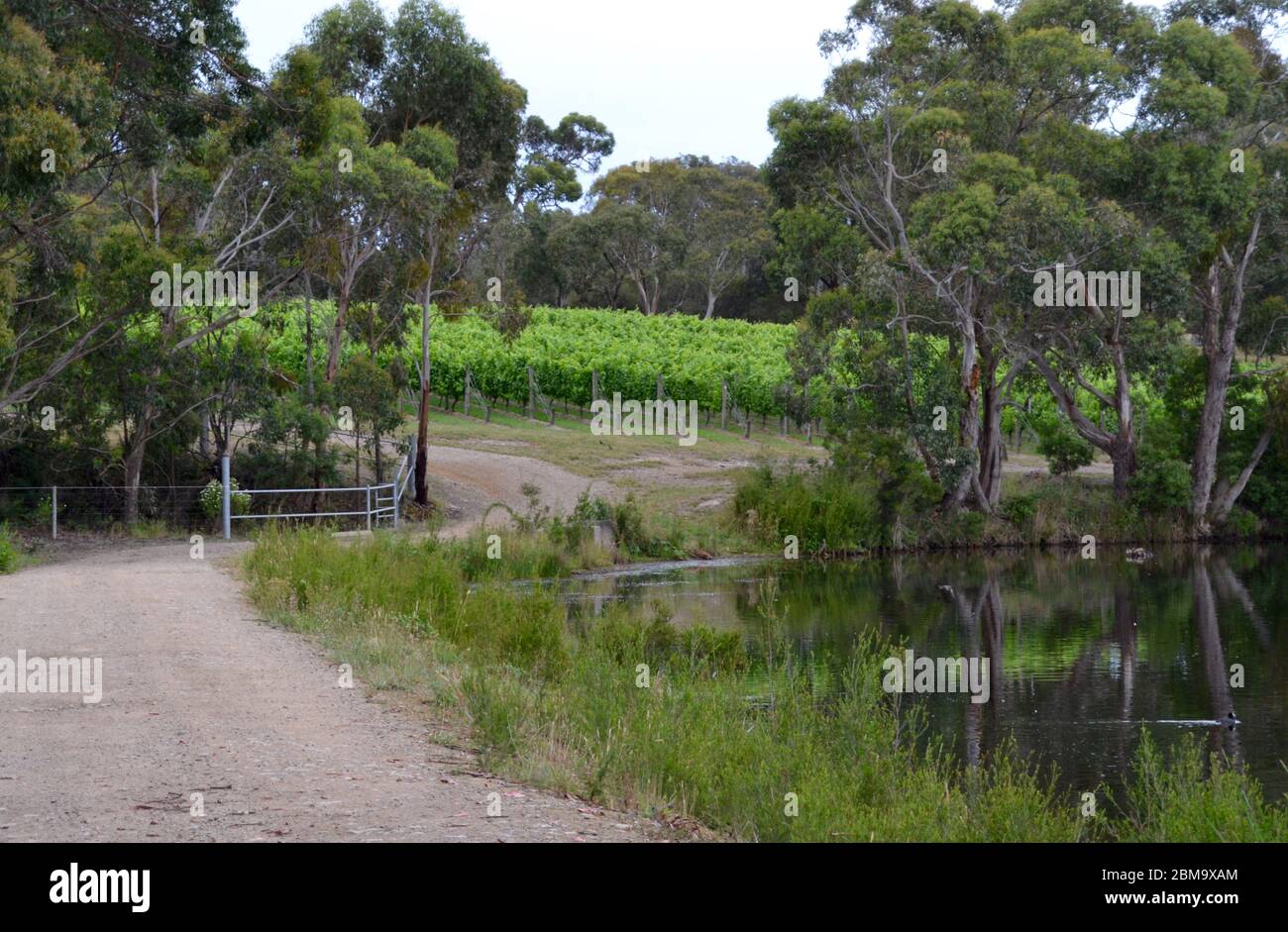Dirt road leading through the grape vines past the lake with