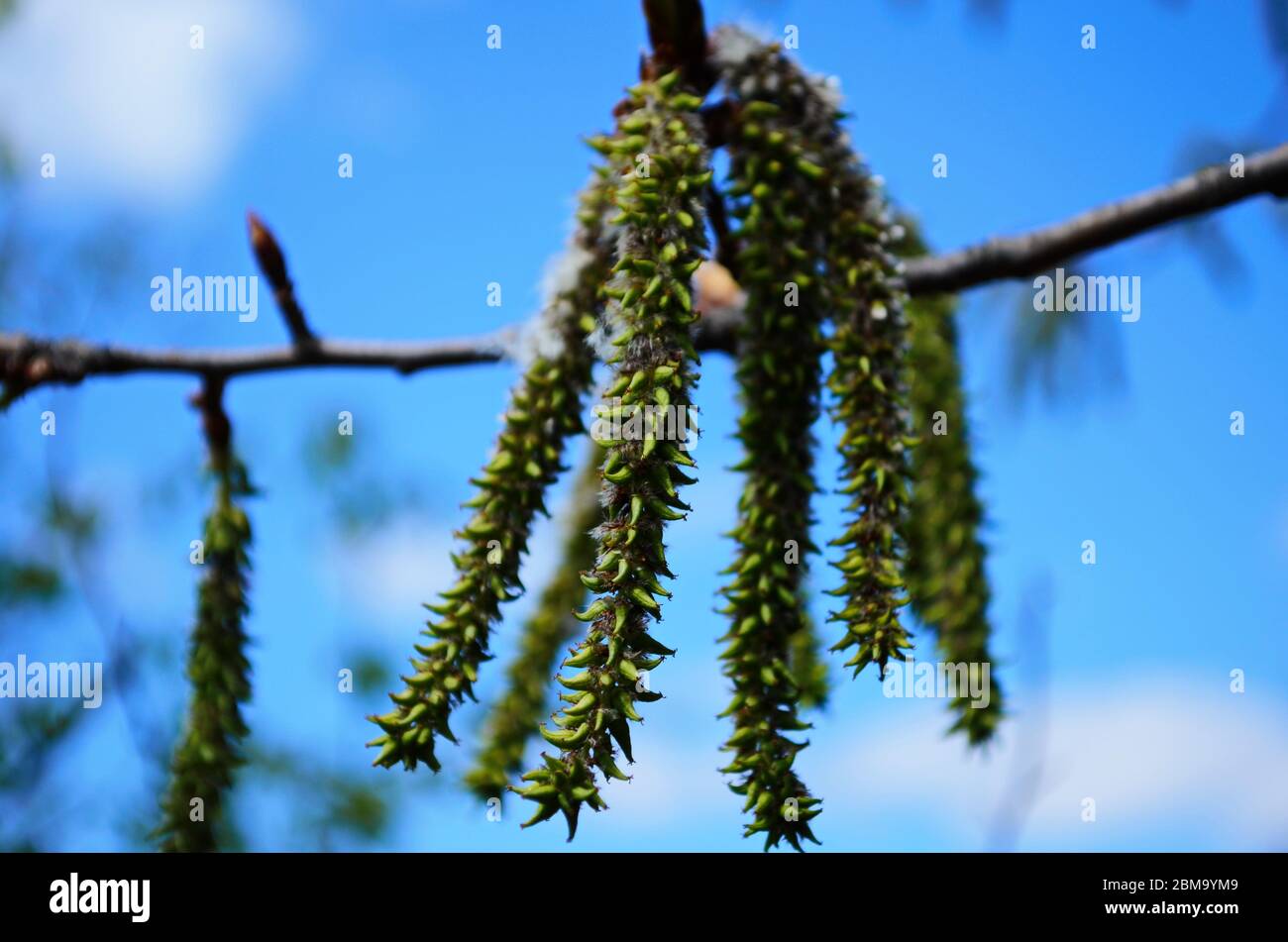 Poplar tree buds High Resolution Stock Photography and Images Alamy