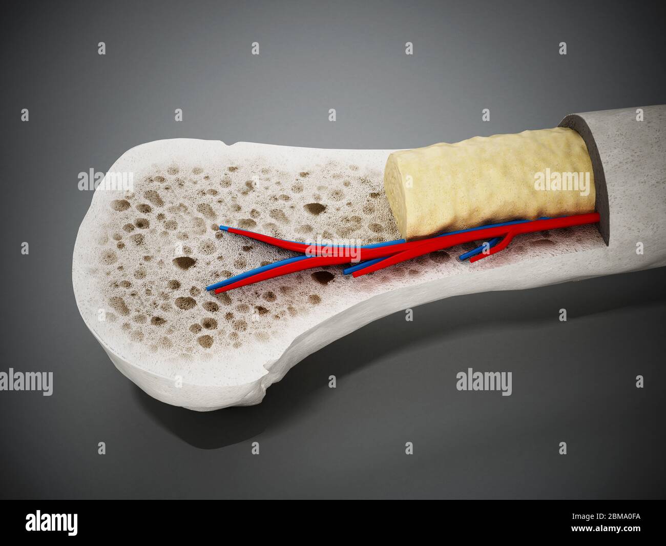 Cross section of a human bone showing bone marrow, spongy bone and blood vessels. 3D illustration. Stock Photo