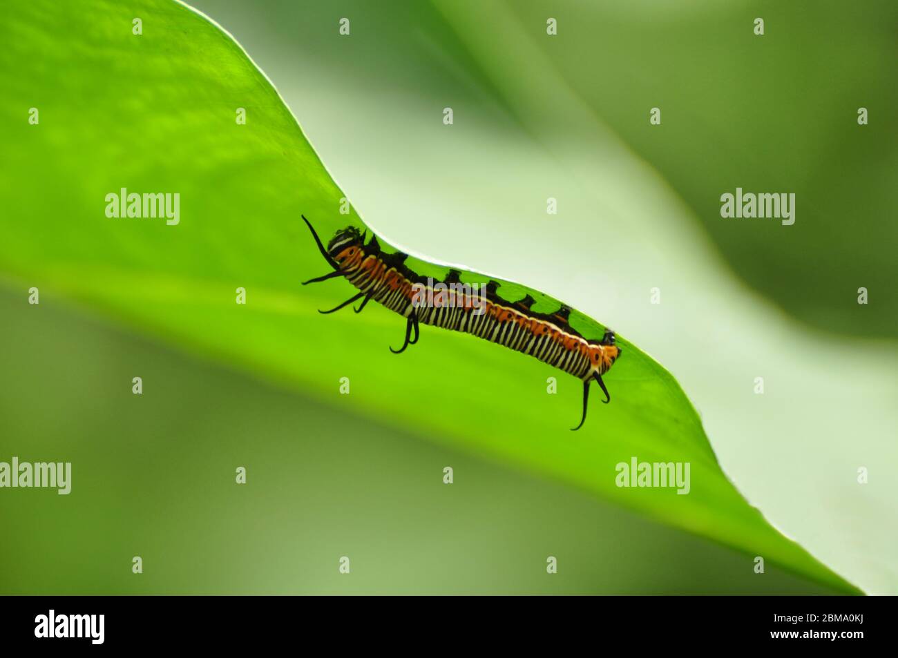 Insect larvae hi-res stock photography and images - Alamy