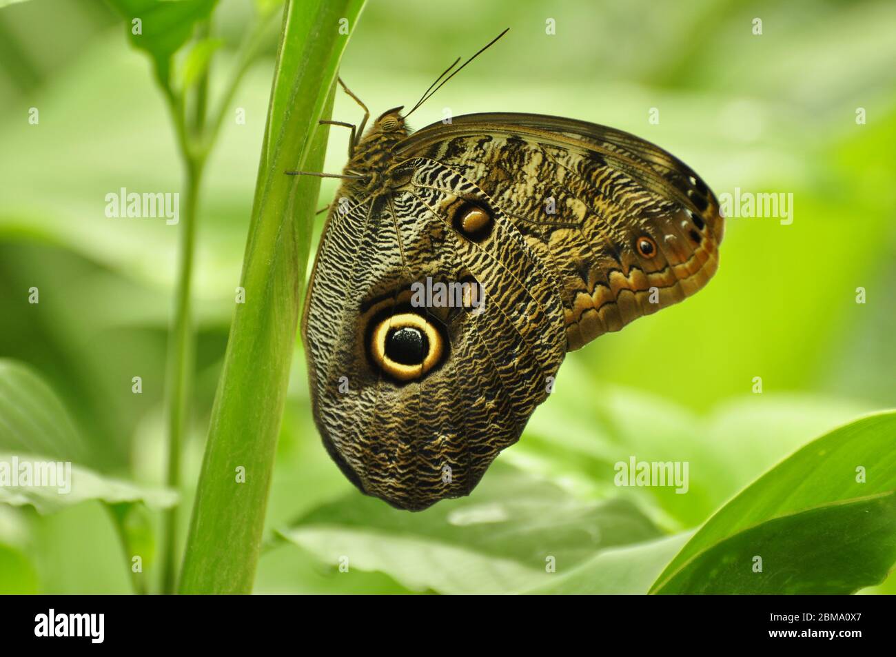 Eyespots on wing of Giant owl butterfly Caligo memnon Stock Photo