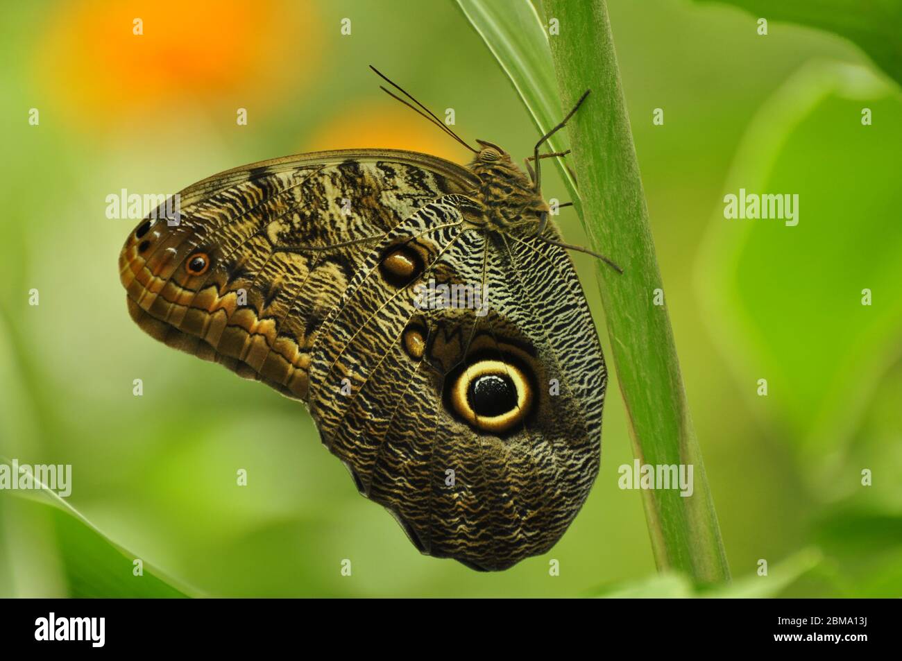 Eyespots on wing of Giant owl butterfly Caligo memnon Stock Photo