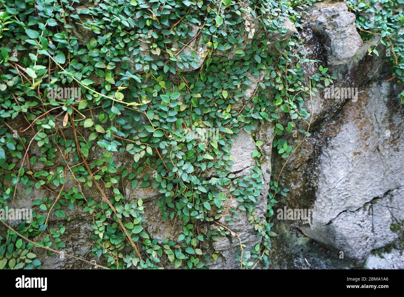 Close up green coatbuttons hi-res stock photography and images - Alamy