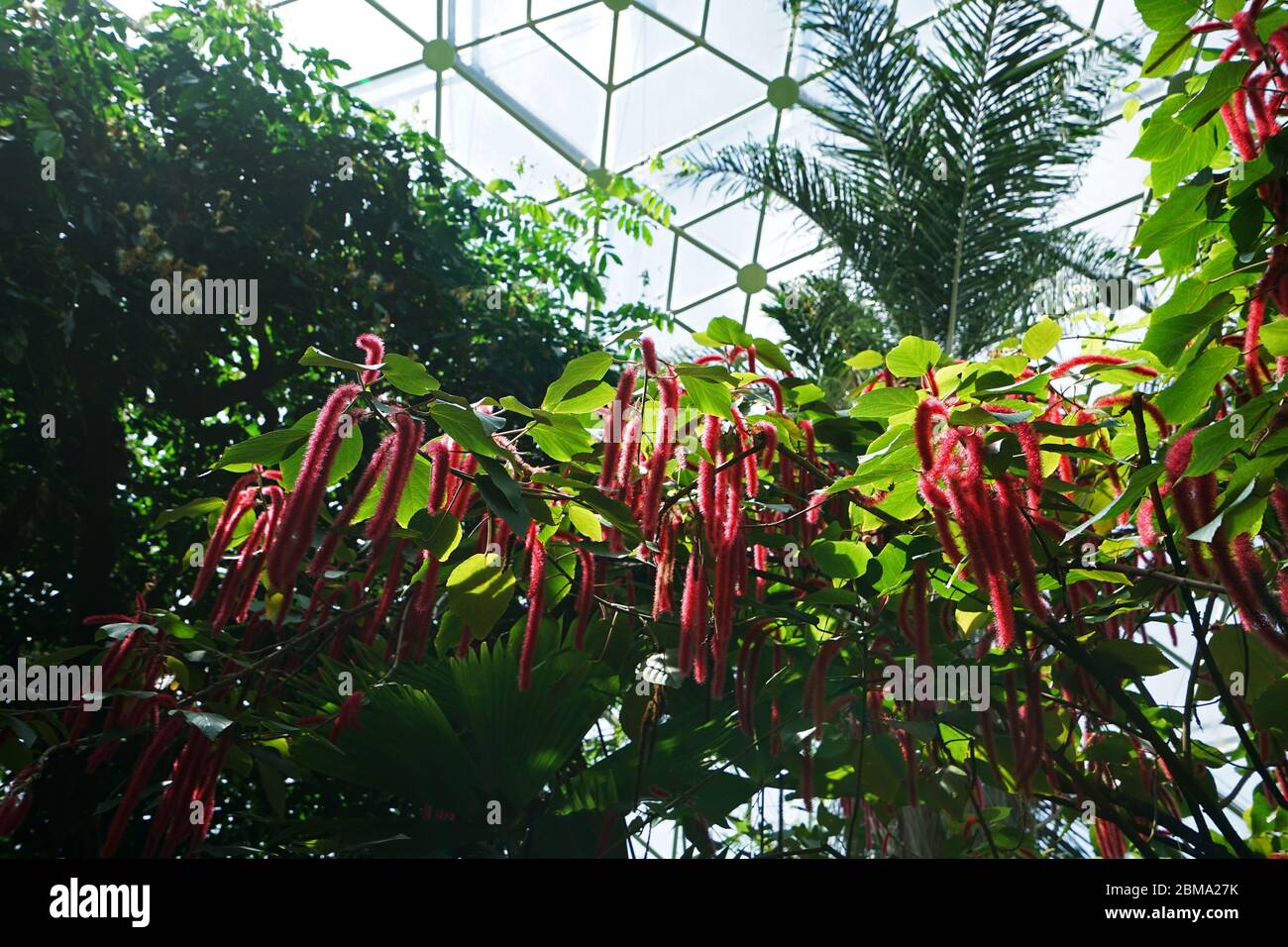 Red tropical flowers in Climatron geodesic conservatory dome at 'MISSOURI BOTANICAL GARDEN' -Saint Louis town, MO Stock Photo