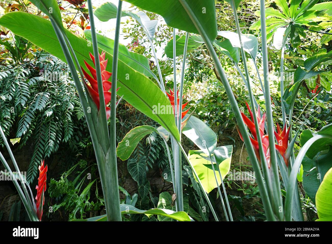Heliconia plants, Lobster claw tropical flowers Stock Photo