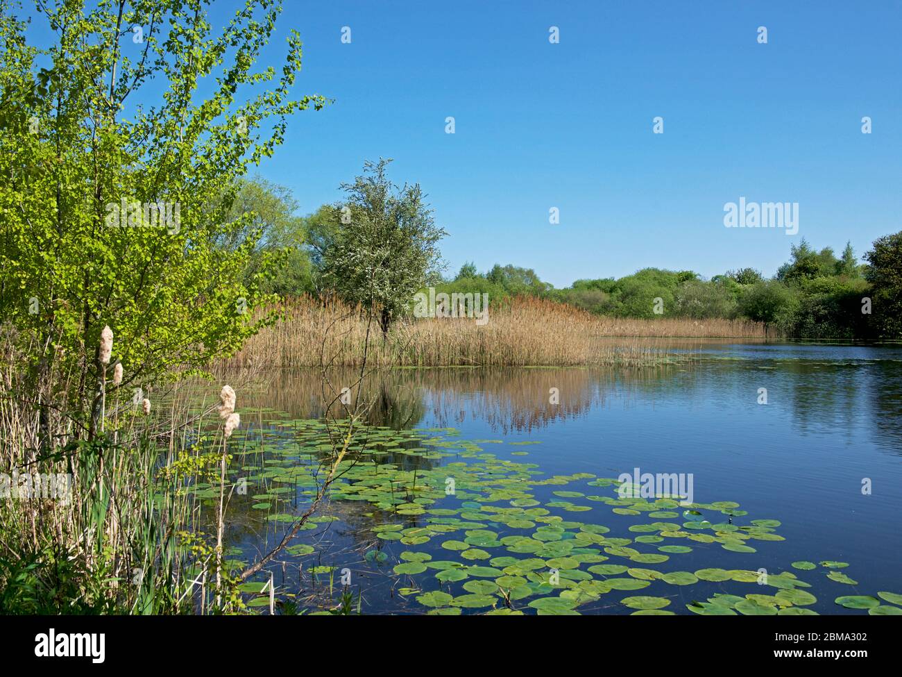 Bakers Ponds near Newport, East Yorkshire, England UK Stock Photo Alamy