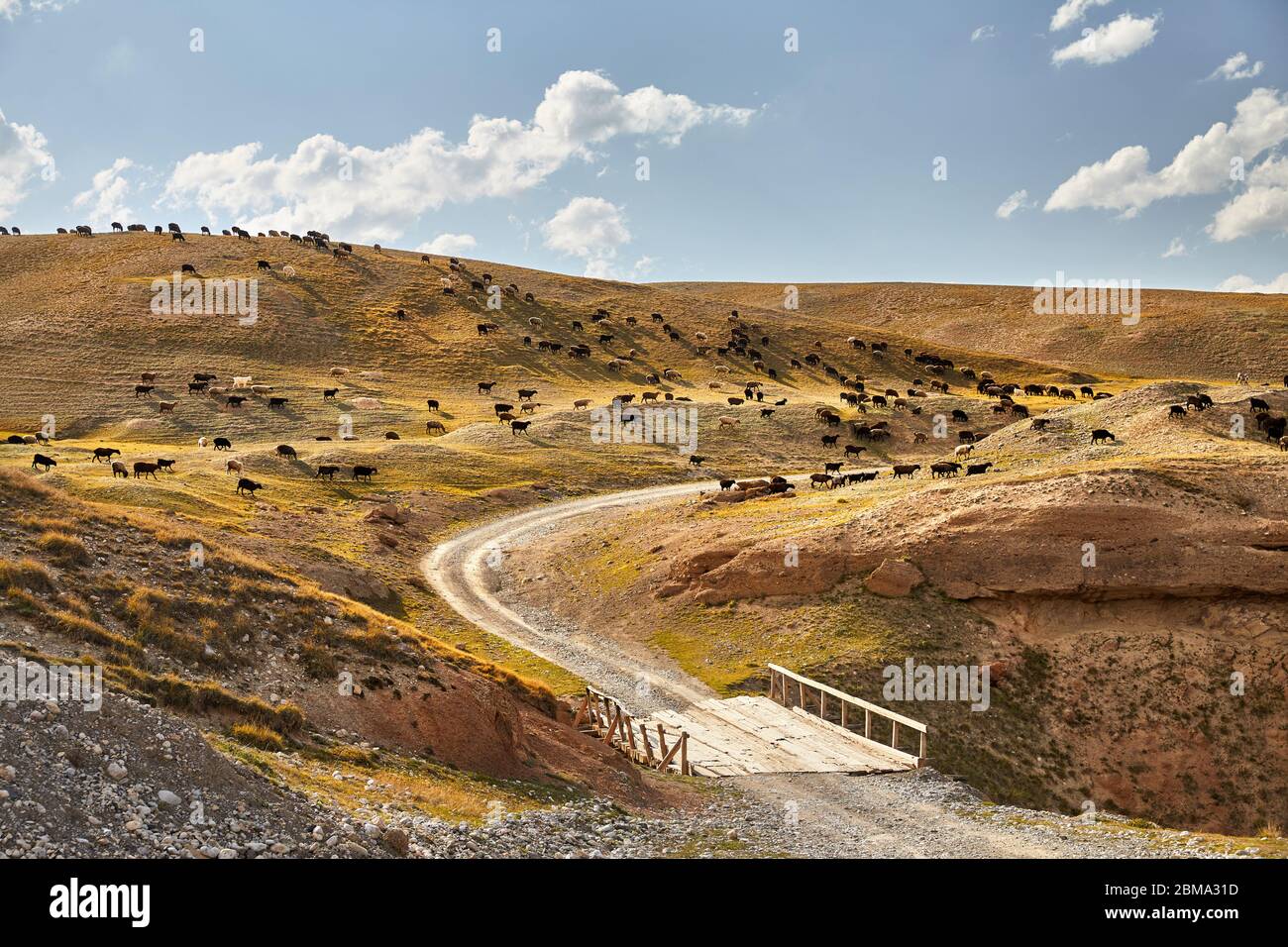 Herd of sheep on the road with bridge at the mountain valley of Kyrgyzstan Stock Photo