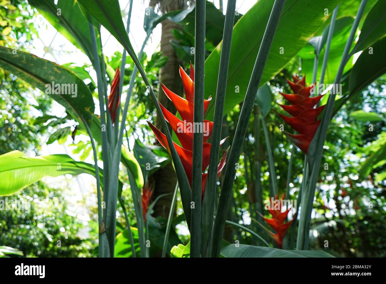 Heliconia plants, Lobster claw tropical flowers Stock Photo