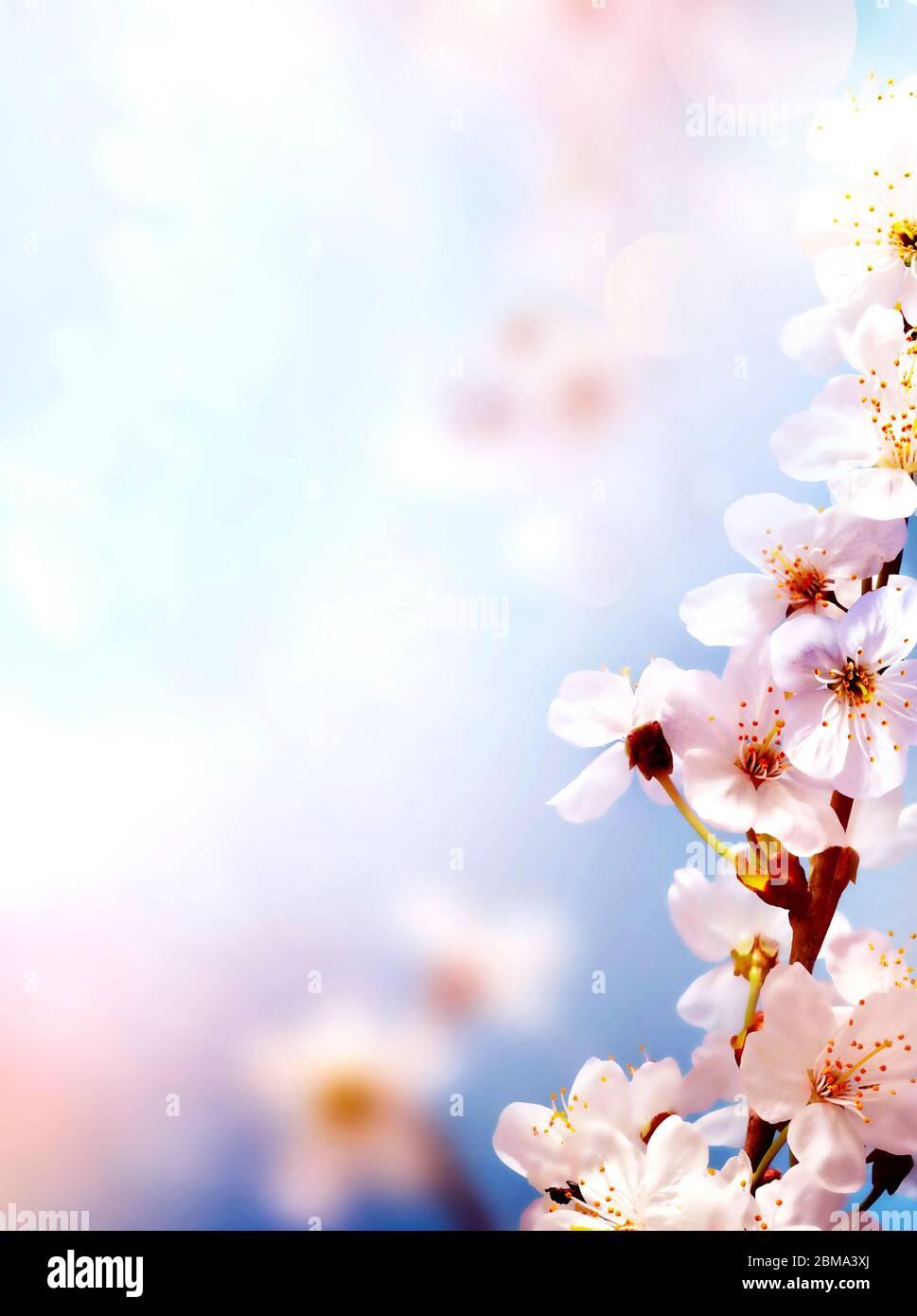 Cherry blossoms over blurred nature background. Spring flowers. Spring Background with bokeh. Stock Photo
