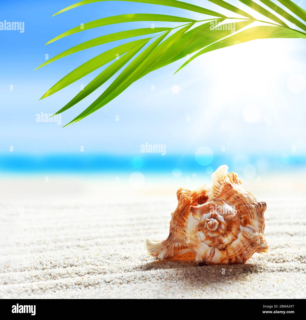 Summer beach with seashell in white sand and tropical palm leaf. Stock Photo