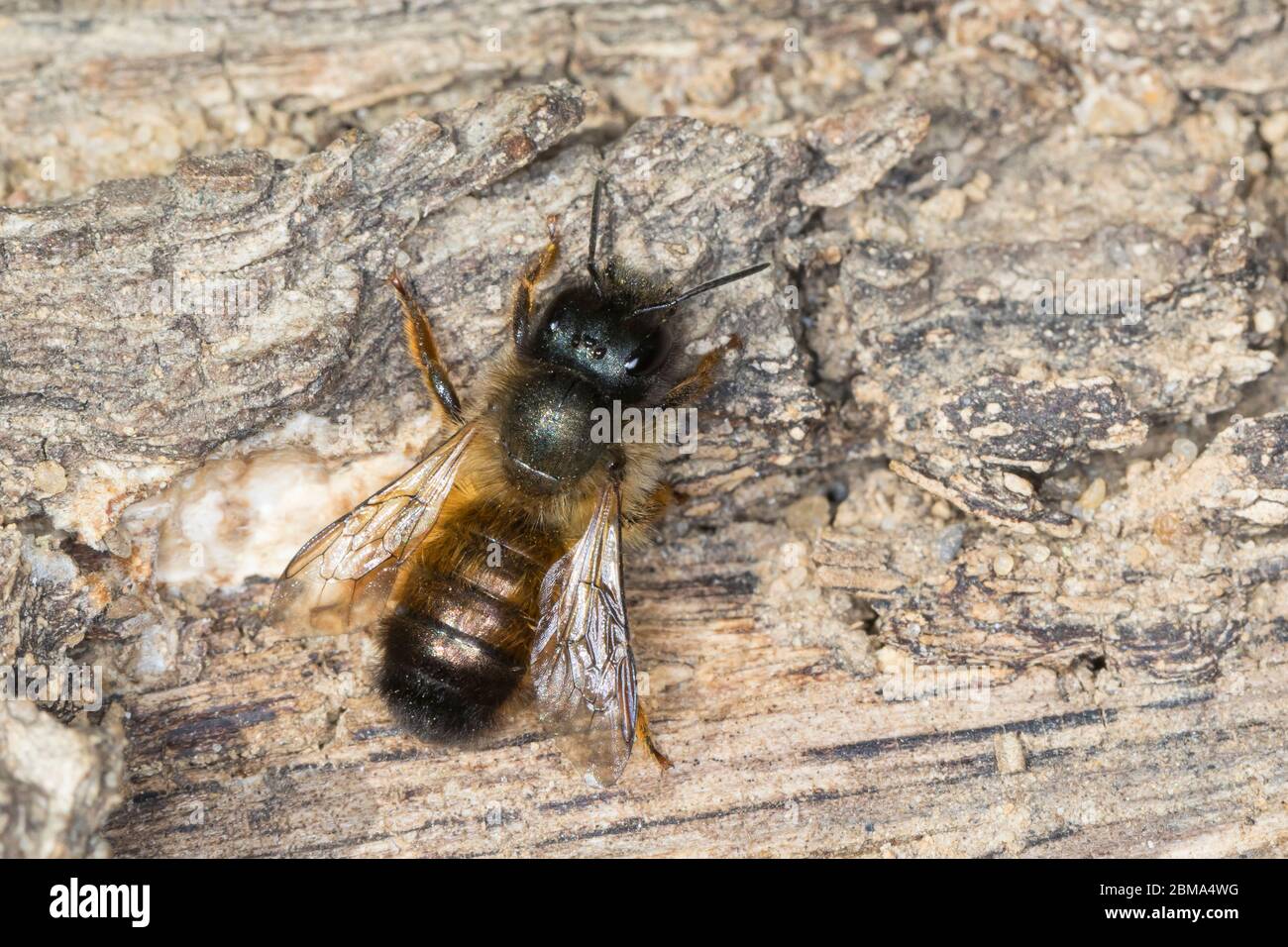 Rote Mauerbiene Rostrote Mauerbiene Mauerbiene Mauer Biene Weibchen Osmia Bicornis Osmia Rufa Red Mason Bee Mason Bee Female L Osmie Rousse Stock Photo Alamy