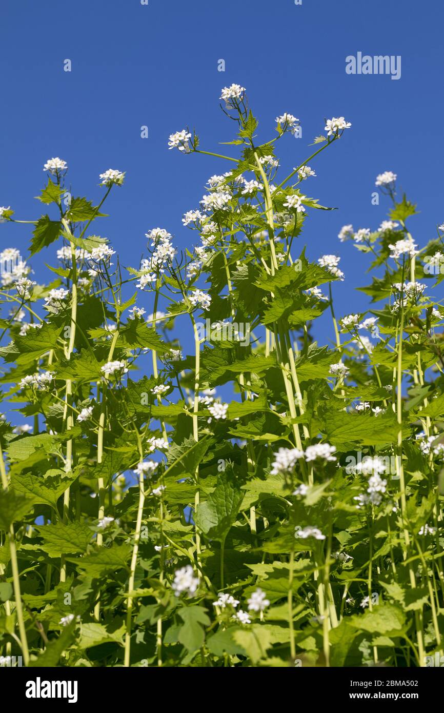 Knoblauchsrauke, Gewöhnliche Knoblauchsrauke, Knoblauchrauke, Knoblauch-Rauke, Knoblauchs-Rauke, Lauchkraut, Knoblauchskraut, Knoblauchhederich, Knobl Stock Photo