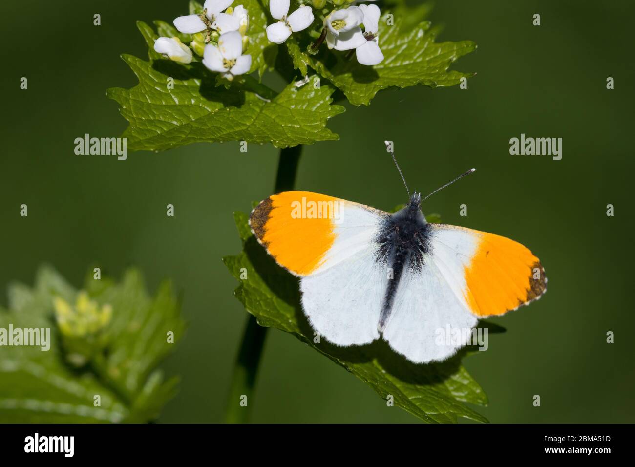 Aurorafalter, Männchen, Aurora-Falter, Anthocharis cardamines, orange-tip, male, L’Aurore, Piéride du cresson, Weißlinge, Pieridae, an Knoblauchsrauke Stock Photo