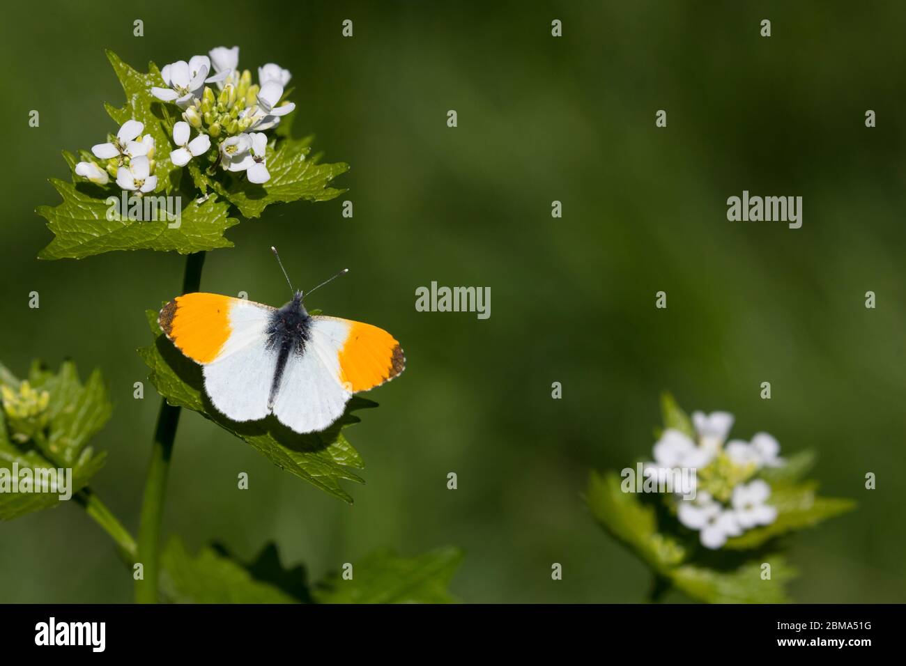 Aurorafalter, Männchen, Aurora-Falter, Anthocharis cardamines, orange-tip, male, L’Aurore, Piéride du cresson, Weißlinge, Pieridae, an Knoblauchsrauke Stock Photo