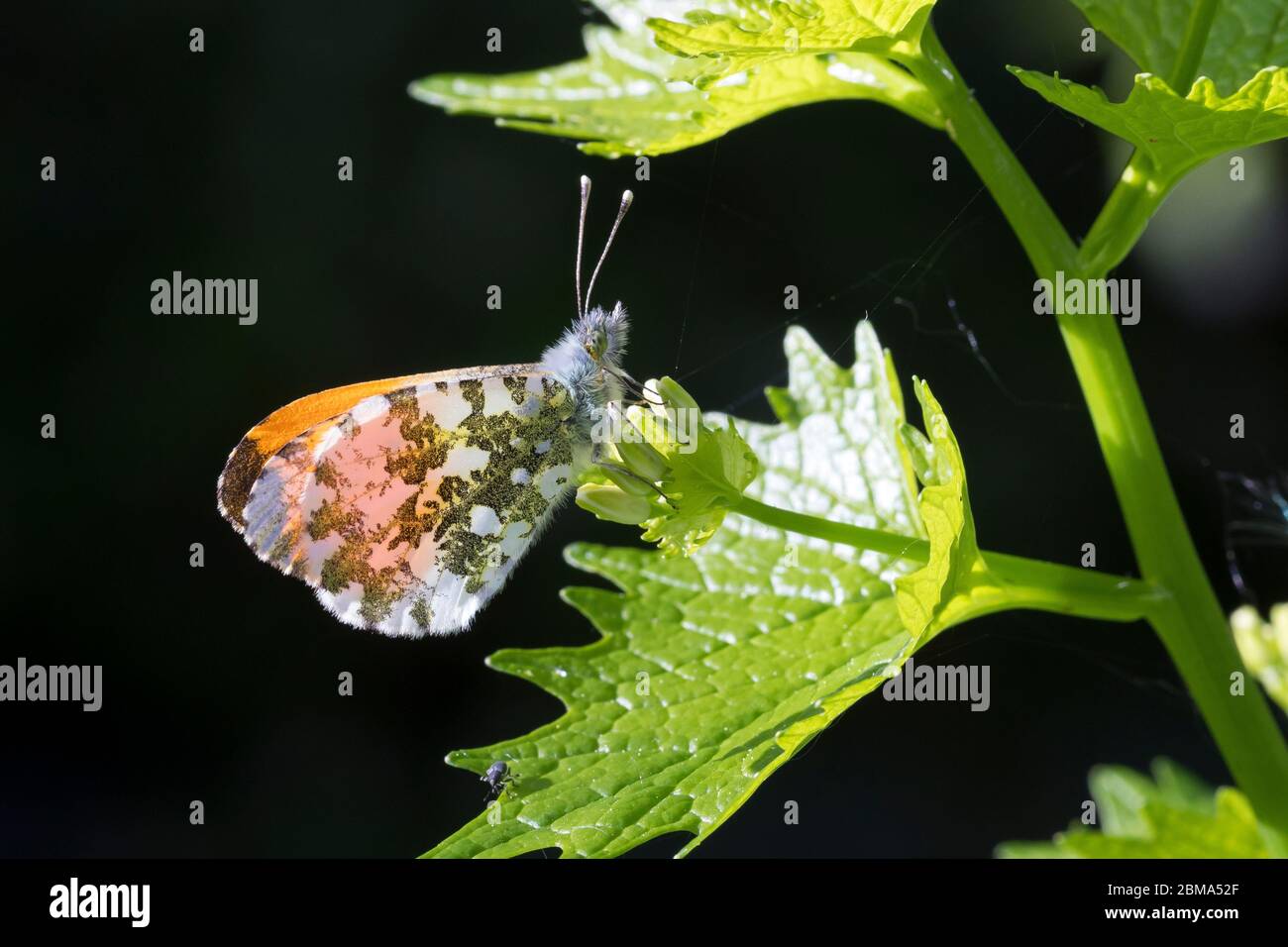 Aurorafalter, Männchen, Aurora-Falter, Anthocharis cardamines, orange-tip, male, L’Aurore, Piéride du cresson, Weißlinge, Pieridae, an Knoblauchsrauke Stock Photo