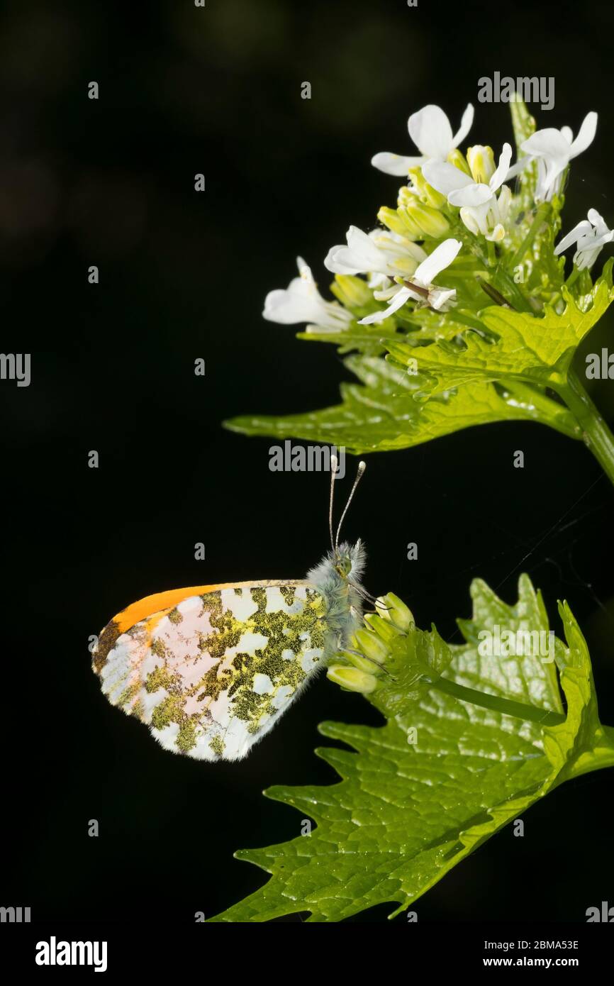 Aurorafalter, Männchen, Aurora-Falter, Anthocharis cardamines, orange-tip, male, L’Aurore, Piéride du cresson, Weißlinge, Pieridae, an Knoblauchsrauke Stock Photo