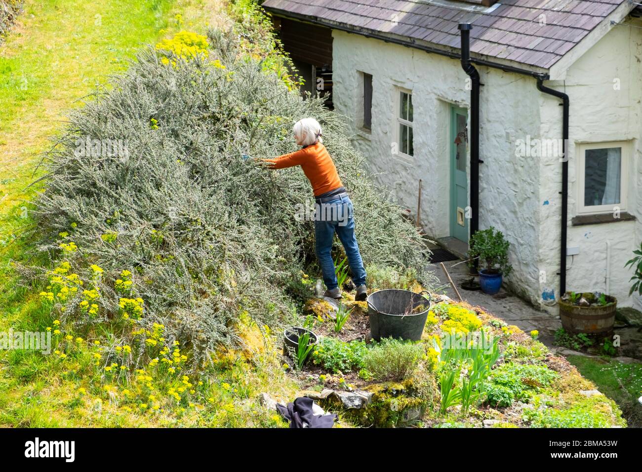 Woman pruning variegated cotoneaster horizontalis shrub & trug  in sloping rockery garden at back of house in country Wales UK Britain  KATHY DEWITT Stock Photo