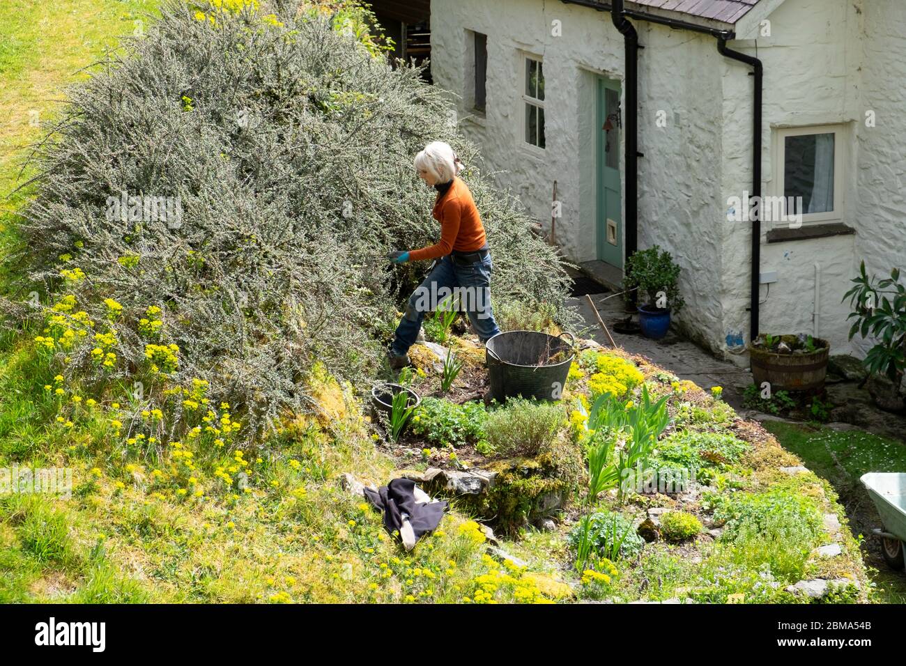 Woman pruning cotoneaster horizontalis bush growing on slope in sloping rockery garden at back of the house in country garden Wales UK    KATHY DEWITT Stock Photo