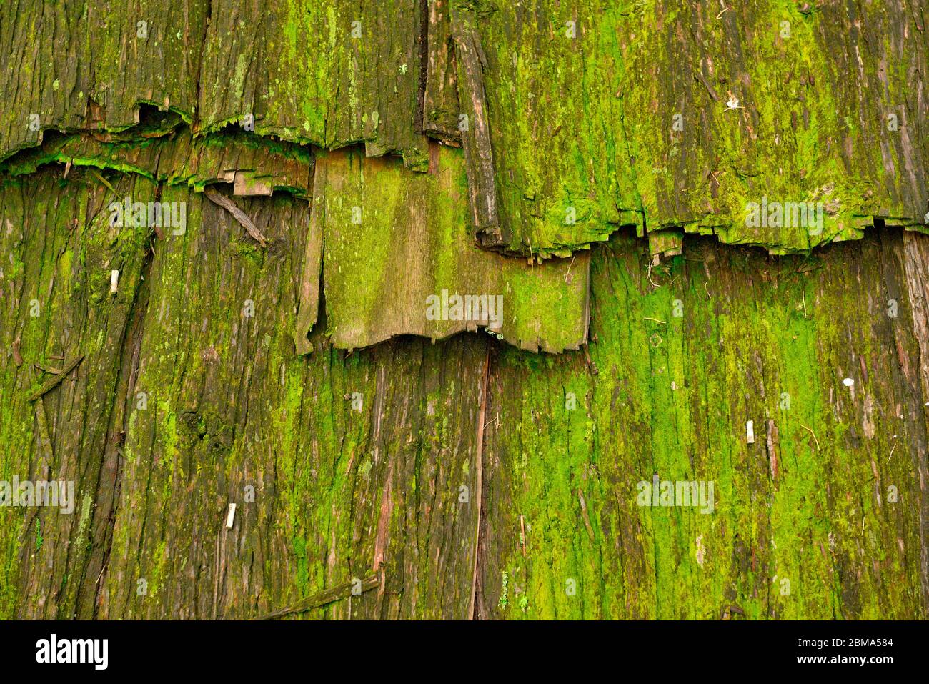 Old wooden plank covered by green moss Stock Photo - Alamy