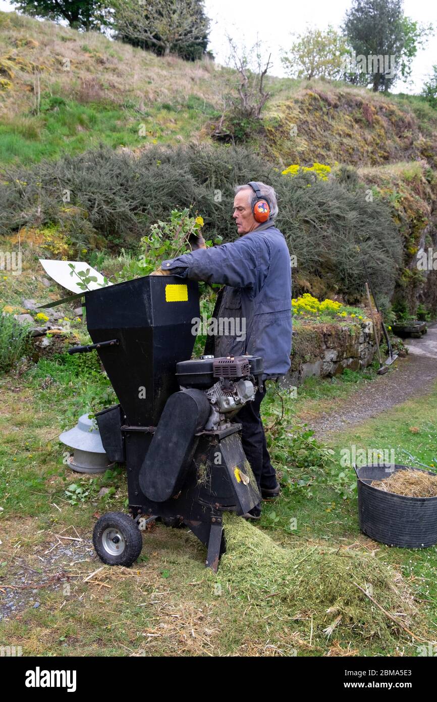 Older man working in yard using garden shredder machine to cut up pruned hedge cuttings in spring Carmarthenshire Wales UK   KATHY DEWITT Stock Photo