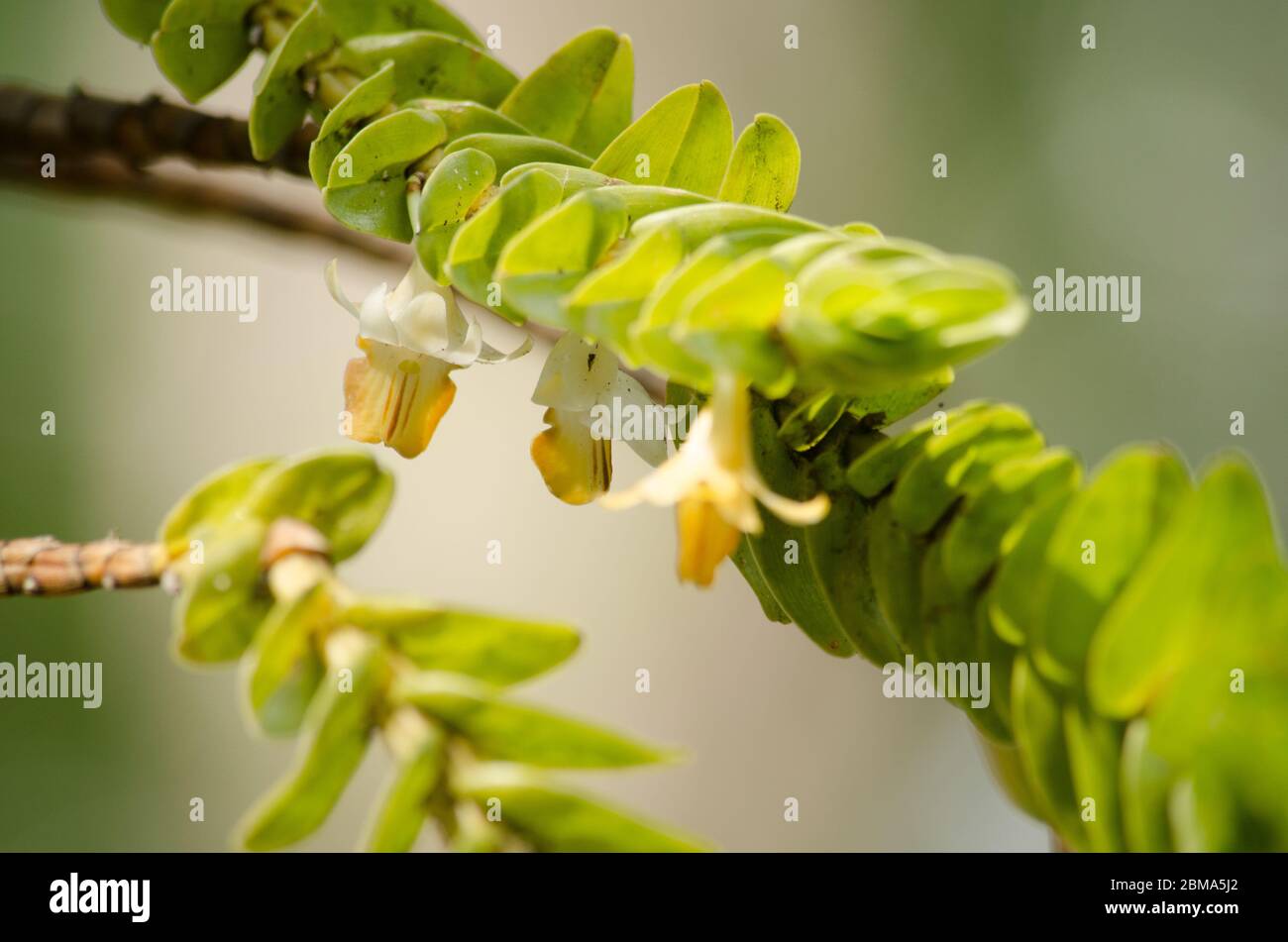 Hot variegata hires stock photography and images Alamy