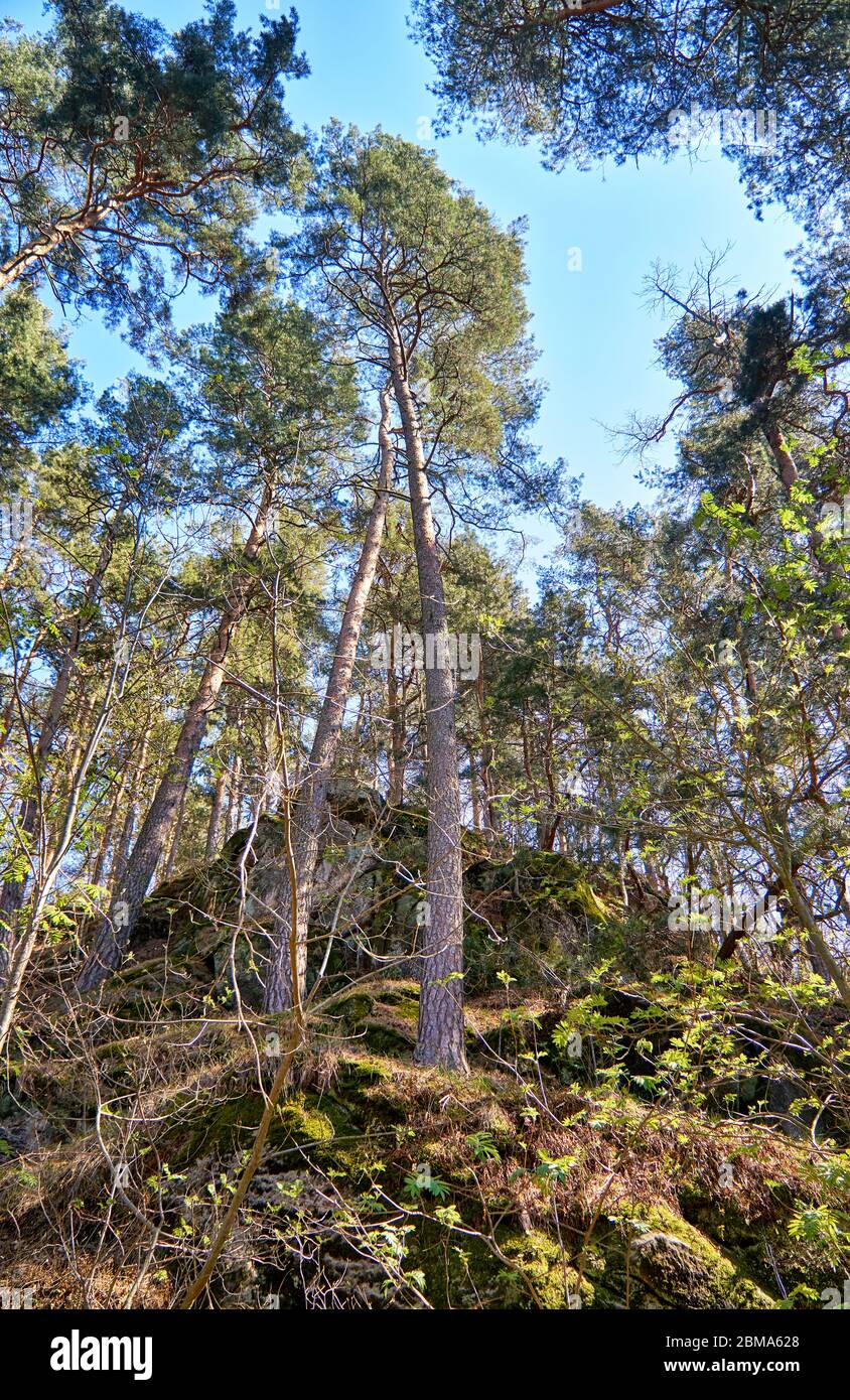 Mixed deciduous and coniferous forest of beech and pine on a slope. Stock Photo