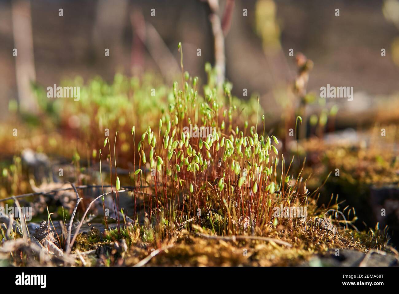 sporophytes blooming spring moss Pohlia nutans closeup Stock Photo