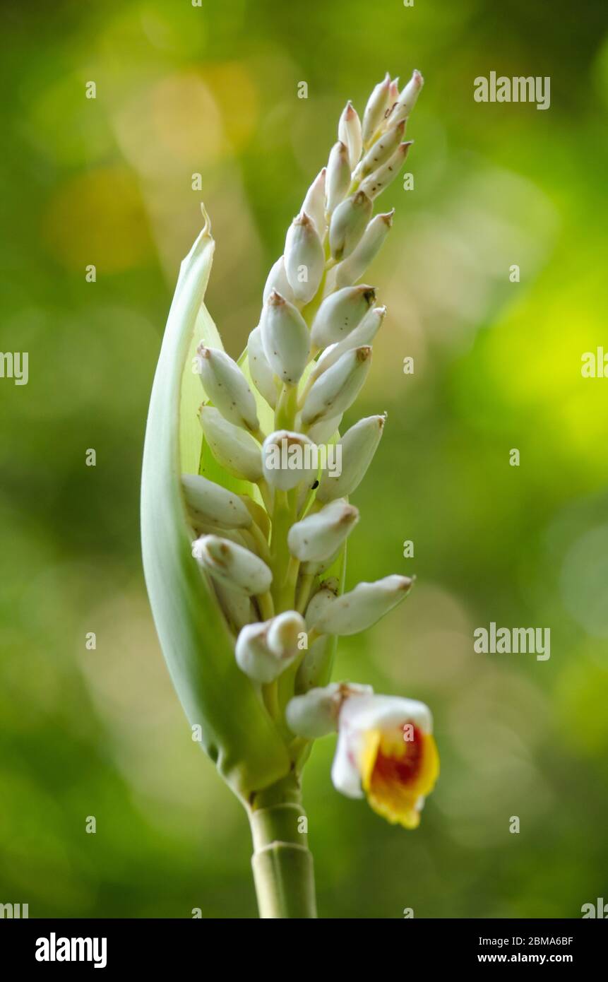 Alpinia is a genus of flowering plants in the ginger family, Zingiberaceae. It is named for Prospero Alpini, Species are native to Asia, Australia, an Stock Photo