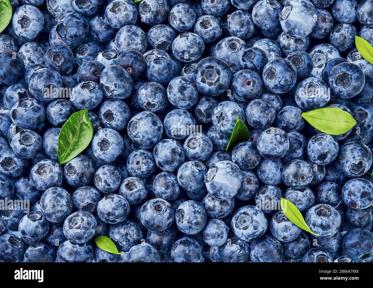 Fresh blueberry background. Blueberry leaves with berries. Top view. Concept of healthy and dieting eating. Blue texture of blueberries. Stock Photo